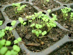 Thyme Seedlings